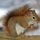 First Minister questioned over progress on vaccine to protect Red Squirrels