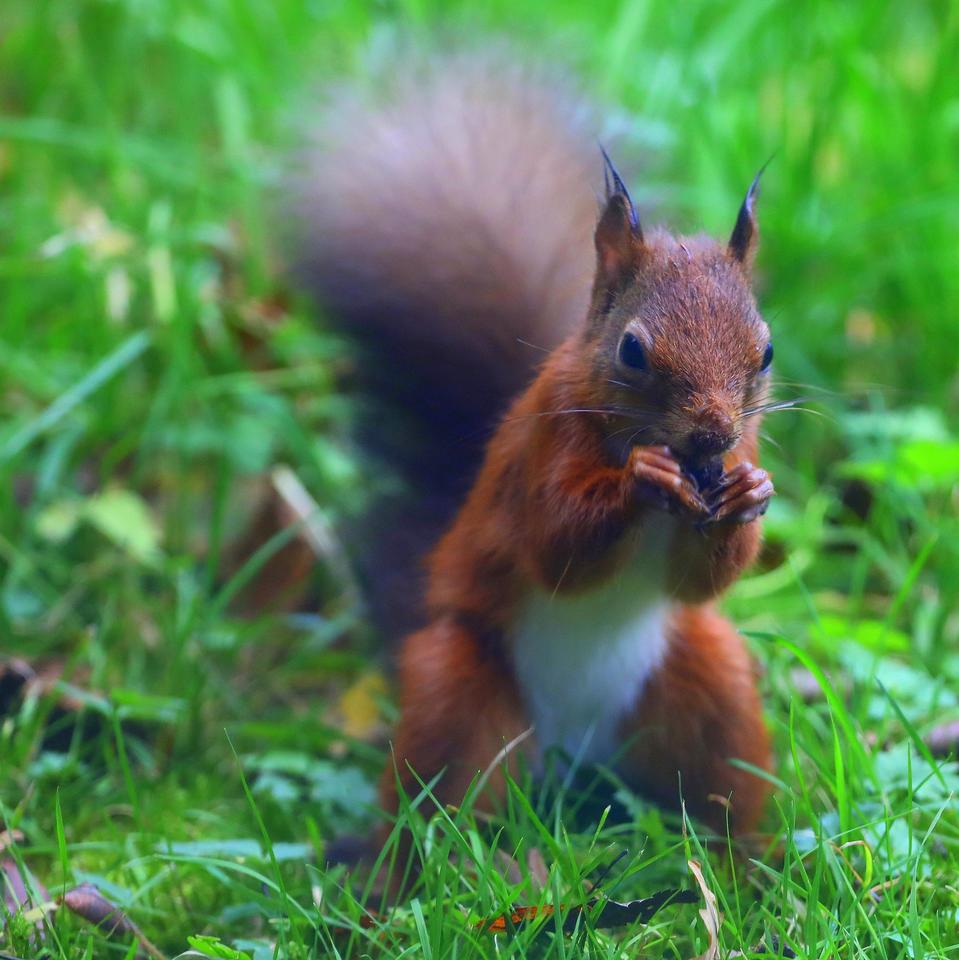 Call for Welsh Government intervention to protect red squirrels on