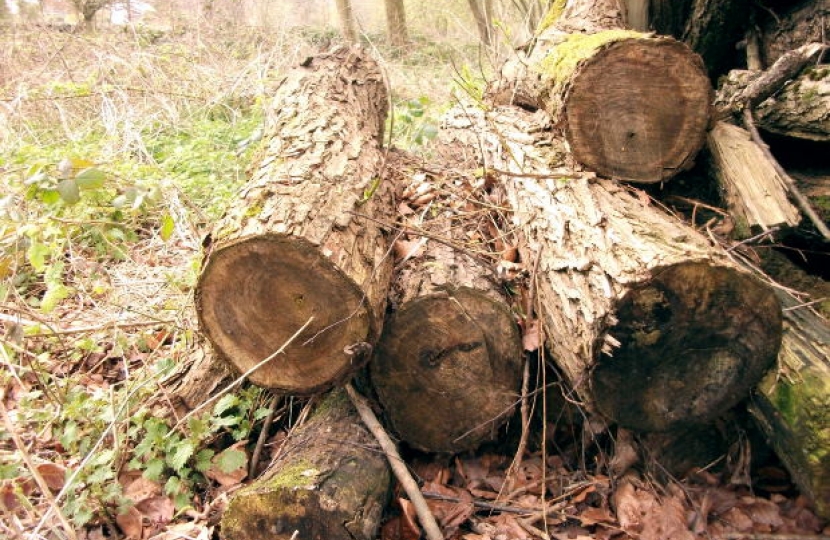 Welsh timber industry under threat  