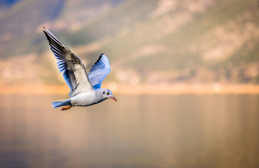 New guidance to curb spread of bird flu in Wales