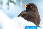 MS encourages constituents to take part in the Big Garden Birdwatch 2025