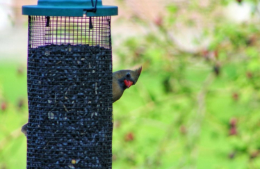 People encouraged to take part in RSPB’s Big Garden Bird Watch