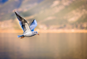 New guidance to curb spread of bird flu in Wales